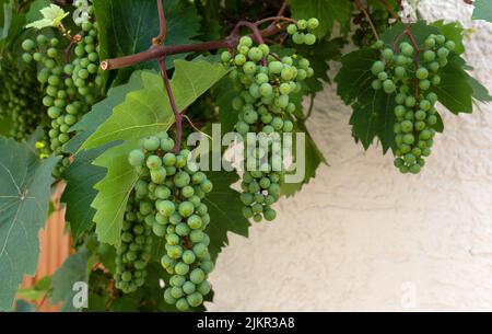 Raisins verts encore peu mûrs devant un mur de maison Banque D'Images