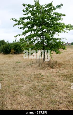 Lordship Park, Londres, Royaume-Uni. 3rd août 2022. Météo au Royaume-Uni : avertissements de sécheresse. Dry Scenes Lordship Park, nord de Londres. Crédit : Matthew Chattle/Alay Live News Banque D'Images