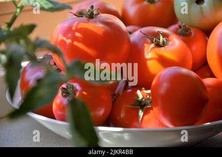 Mûrir les tomates sur une assiette sur un rebord de fenêtre en milieu d'été avec des feuilles de tomate provenant d'un jardin de cuisine à Nimègue, aux pays-Bas Banque D'Images