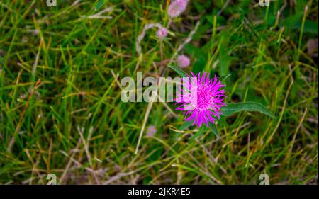 Jardin de lilas tournesol vivace Centaurea sur une belle journée ensoleillée de gros plan. Banque D'Images