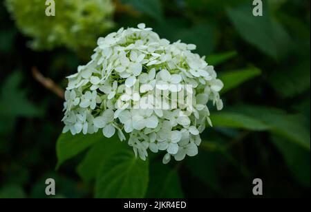 Hortensia arborescens blanc croissant dans le jardin ornemental d'été. Fleurs en fleur de hortensia lisses, mise au point sélective Banque D'Images