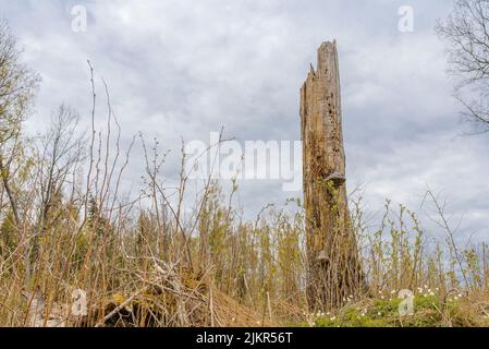 Vieux arbre brisé après la tempête dégâts.un tronc d'arbre brisé par de forts vents dans la forêt.Printemps jour nuageux. Banque D'Images