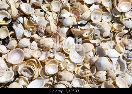 Plusieurs coquillages dont des coquillages de limante sur une plage écossaise Banque D'Images