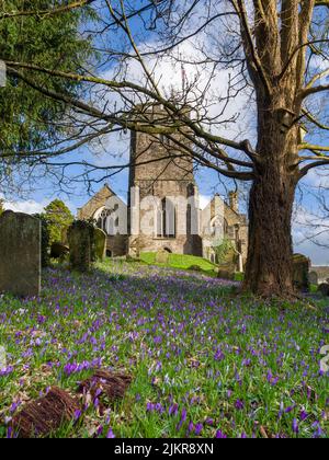 Crocuses en fleur dans les terres de l'église des Saints à Dulverton dans le parc national d'Exmoor à la fin de l'hiver, Somerset, Angleterre. Banque D'Images