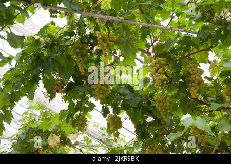 Raisin - Muscat d'Alexandrie, croissant en serre. Banque D'Images