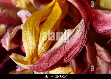 pétales de tulipe séchés Banque D'Images