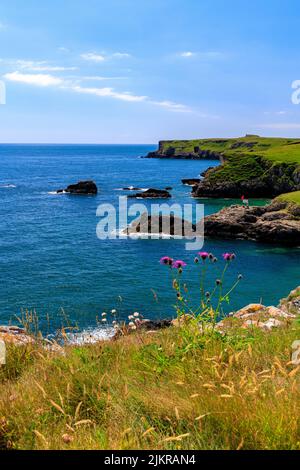 En direction de long Matthew point depuis Broadhaven, Pembrokeshire, pays de Galles, Royaume-Uni Banque D'Images