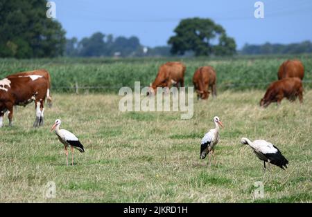 Teerborg, Allemagne. 03rd août 2022. Trois cigognes blanches se trouvent sur une prairie de la Frise orientale. Crédit : Lars Klemmer/dpa/Alay Live News Banque D'Images