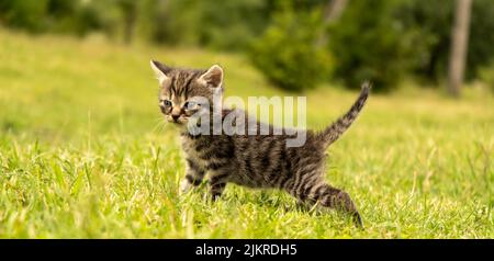 Joli petit chaton gris Banque D'Images