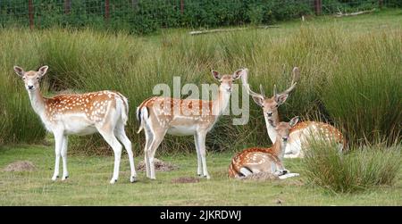 Un troupeau de cerfs-jachs européens. Un buck et trois fait. Le buck est couché, ainsi est un doe. Ils regardent tous dans la même direction Banque D'Images