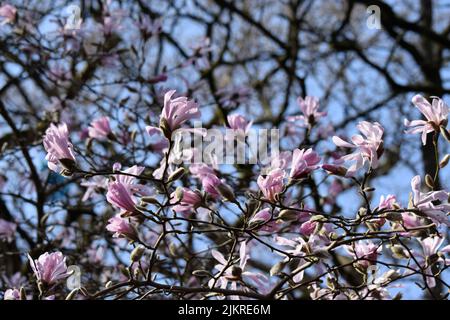 le magnolia fleurit au printemps, en angleterre Banque D'Images