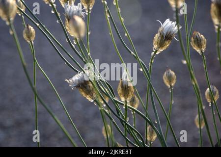 catananche caerulea alba, dart de cupids Banque D'Images