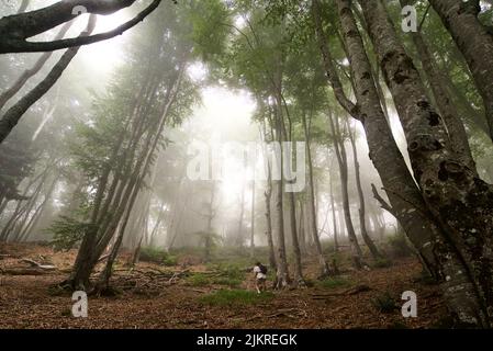 Personne marchant seule dans un bois sombre et brumeux/forêt, bois hantés, forêt sombre et créepy avec des arbres anciens. Cadre d'horreur avec arbres et brouillard. Banque D'Images