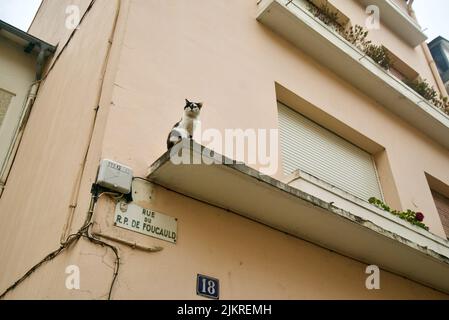 Chat noir et blanc assis sur un rebord de fenêtre d'une maison dans une ville française (Lourdes) Banque D'Images