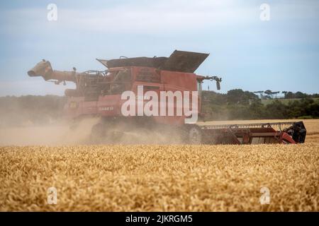 Récolte de blé 2022 Bawdsey Suffolk Angleterre Banque D'Images