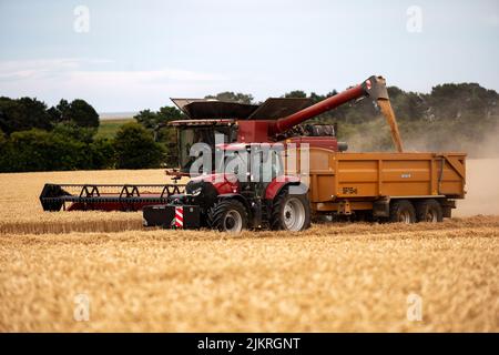 Récolte de blé 2022 Bawdsey Suffolk Angleterre Banque D'Images
