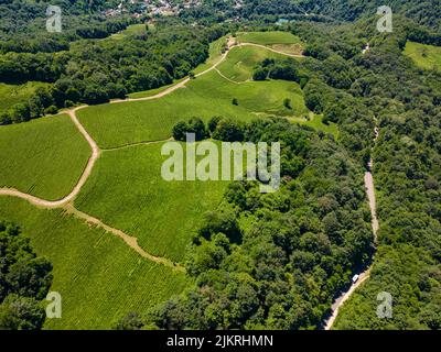 Cascades vertes de plantations de thé dans les montagnes Banque D'Images