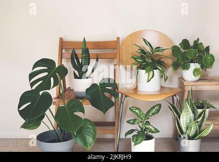 Une variété de plantes d'accueil: Monstère, dieffenbachia, sansevieria, pilea sur les chaises dans la salle, concept de jardin intérieur Banque D'Images