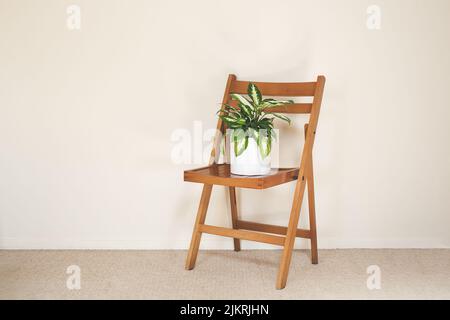 Dieffenbachia ou plante de canne stupide dans un pot de fleur blanche sur une chaise dans une pièce vide légère, de style minimaliste et scandinave Banque D'Images