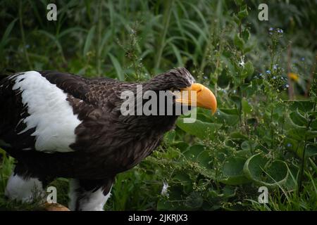 L'aigle de mer de Steller (Haliaeetus pelagicus) marchant à travers le foiliage sur le sol Banque D'Images