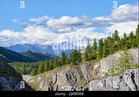 Pente de montagne surcultivée avec des cèdres sibériens lors d'une belle journée d'été. Taïga de montagne. Sayan de l'est. Buryatia Banque D'Images