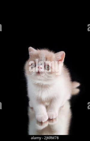 Un adorable chaton rouge d'une race persane exotique de shorthair se trouve sur un fond sombre en gros plan.Le chaton joue avec sa réflexion Banque D'Images