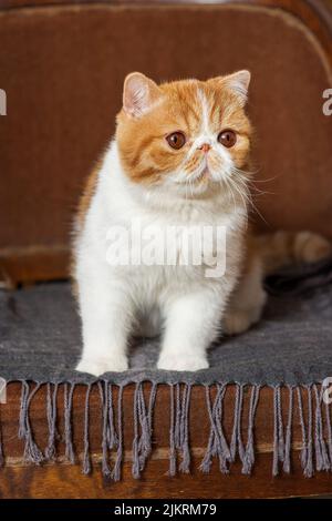 Un beau chaton de la race exotique de shorthair se trouve sur le fond marron de la maison. Couleur crème avec mise au point blanche et floue Banque D'Images