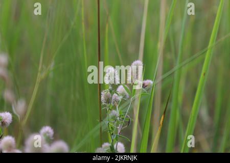 Trifolium arvense, fleurs dans la prairie d'été Banque D'Images