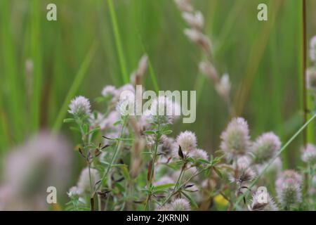 Trifolium arvense, fleurs dans la prairie d'été Banque D'Images