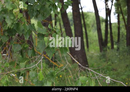 Bouleau dans la forêt d'été Banque D'Images