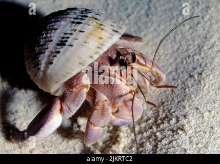 Crabe hermite terrestre (Coenobita sp., C. scaevola?) Des Maldives. Banque D'Images