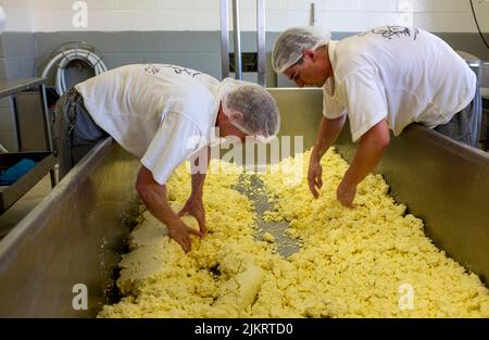 Le fromage cheddar frais est émietté après avoir été salé avant d'être emballé en tissu dans des moules à la ferme laitière de Pyengana, dans le nord de la Tasmanie Banque D'Images