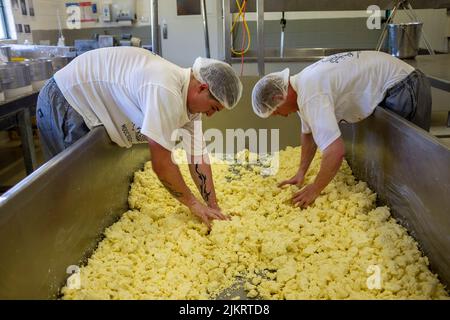 Le fromage cheddar frais est émietté après avoir été salé avant d'être emballé en tissu dans des moules à la ferme laitière de Pyengana, dans le nord de la Tasmanie Banque D'Images