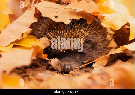 Image détaillée de l'hérisson de la poitrine blanche du nord (erinaceus roumanicus) labourant le sol de la forêt recouvert de feuilles étonnamment colorées. Banque D'Images