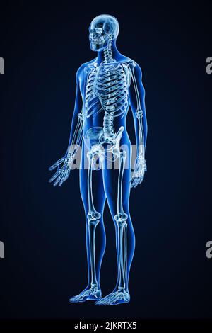 Radiographie précise de la vue antérieure de trois quarts du système squelettique humain complet avec contour du corps mâle adulte 3D. Voiture médicale, santé Banque D'Images