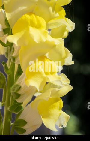 Issaquah, Washington, États-Unis. Fleurs de Snapdragon. Banque D'Images