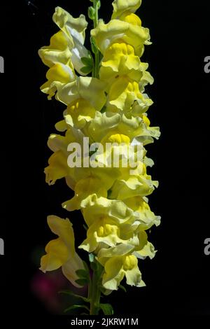 Issaquah, Washington, États-Unis. Fleurs de Snapdragon jaune. Banque D'Images