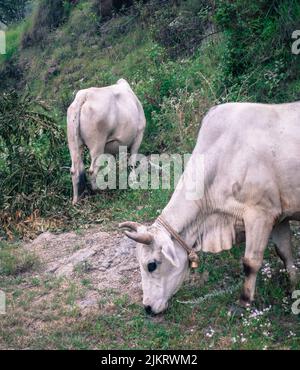 Un coup de feu de vaches indiennes blanches broutant dans la région de l'himalaya supérieur. Uttarakhand Inde. Banque D'Images