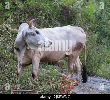 Un cliché isolé de la vache indienne blanche dans la région du haut de l'himalaya. Uttarakhand Inde. Banque D'Images