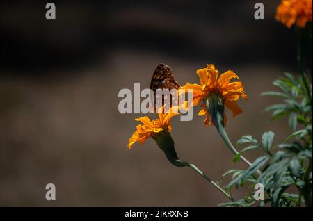 Un bel effet bokeh entoure ces jolies fleurs orange marigold qui sont visitées par un joli moucheté brun grand butterfl futile étoilé Banque D'Images