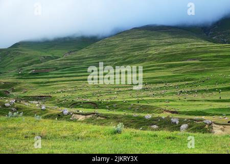 Le troupeau de moutons se broute sur la pente de montagne d'été dans les hautes terres tôt le matin avec des nuages blancs. Élevage de bovins des Highlands au Dagestan. Russie Banque D'Images