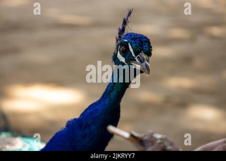 Regard curieux d'un paon bleu regardant la caméra. Animal avec de grandes plumes et des couleurs vives. Banque D'Images