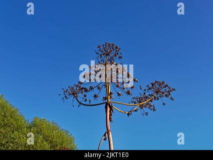 La tige morte du Hogweed géant (Heracles mantegazzianum) debout contre le ciel bleu clair d'une chaude journée d'été près de St Cyrus. Banque D'Images