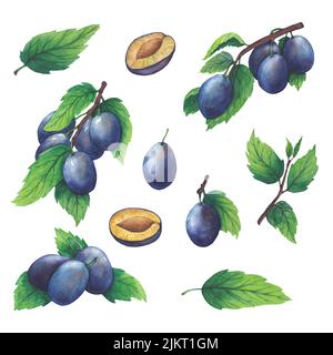 Illustration aquarelle dessinée à la main de prune de fruits isolée sur fond blanc. Banque D'Images