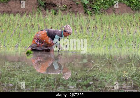 Une femme paysanne travaillant dans le champ de riz paddy.cette photo a été prise de Chittagong, Bangladesh. Banque D'Images