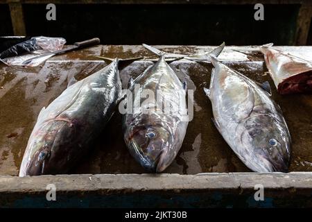 Poisson de Jack frais (Caranx hippopos) sur un marché dans la ville de Victoria, Mahé, Seychelles. Banque D'Images