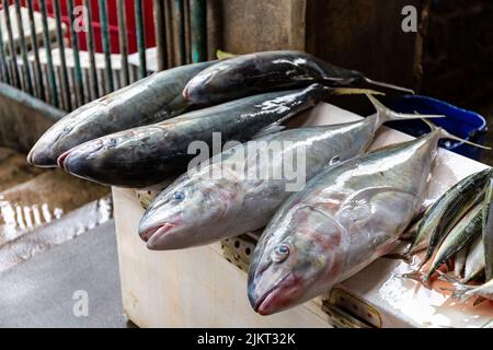 Poisson de Jack frais (Caranx hippopos) sur un marché dans la ville de Victoria, Mahé, Seychelles. Banque D'Images