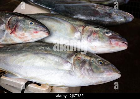 Poisson de Jack frais (Caranx hippopos) sur un marché dans la ville de Victoria, Mahé, Seychelles. Banque D'Images