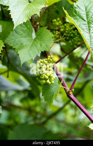 Raisins de vin en maturation sur la vigne Banque D'Images