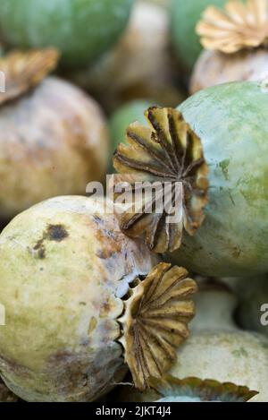 Papaver somniferum - têtes communes de graines de pavot à opium Banque D'Images